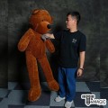 ׵  Ǿ  - Teddy Bear Appearance Large size